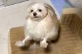 潔癖症な犬に『ハグ…の画像