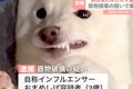 犬が器物破損の暴挙…の画像