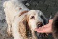 不思議！犬が持って…の画像