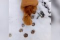 犬と雪道を散歩して…の画像