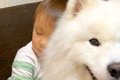 赤ちゃんにハグされ…の画像