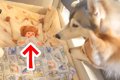 寝ている赤ちゃんを…の画像