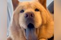 ニコニコ笑顔の大型…の画像