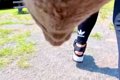 犬の胸に『カメラを…の画像