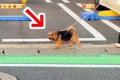 散歩中の犬の前に『…の画像