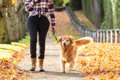 犬の散歩1日10kmは多…の画像