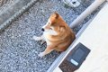 なぜかお庭で動かな…の画像