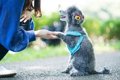 【犬の行動分析学】…の画像