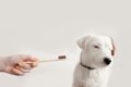 犬が『歯磨きを拒否…の画像