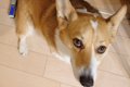 2人の男の子と犬が一…の画像