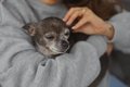 老犬からする『ニオ…の画像