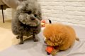 おもちゃで遊ぶ兄犬→…の画像