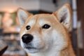 犬が『空気を読んで…の画像