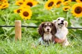 犬に絶対NGな『夏の…の画像