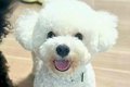 夫婦でそれぞれ『犬…の画像