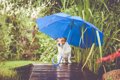 『雨の日に犬の散歩…の画像