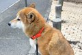 お散歩中、犬が『動…の画像