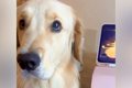 タブレットから『飼…の画像