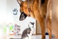 『猫嫌いの犬』が『…の画像