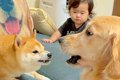 小さな女の子が犬に…の画像
