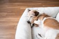 犬にとって『不快な…の画像
