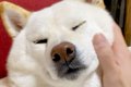 お兄ちゃんが結婚、…の画像