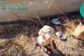 衰弱した子犬2匹を保…の画像