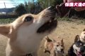 保健所出身『野犬』…の画像