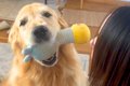 大型犬が『お姉ちゃ…の画像