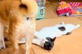 ストーブで温まって…の画像