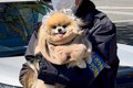 犬を散歩していただ…の画像