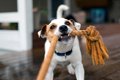 犬にとって『超危険…の画像
