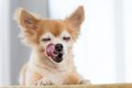 犬が『お腹いっぱい…の画像