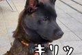 生後５ヶ月の日本犬→…の画像