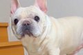 犬が『ちょっと来て…の画像