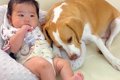 犬が『赤ちゃんを愛…の画像