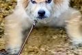モフモフの犬が川で…の画像