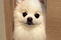 ドアの前で"通…の画像