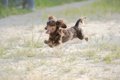 足が短い犬種3選！特…の画像