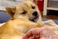 『亡くなると悲しい…の画像