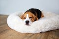 犬が『眠い』ときに…の画像