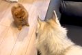 小さな犬がソファの…の画像