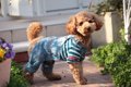 『服を嫌がる犬』の…の画像