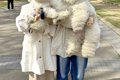 2匹の犬を抱っこして…の画像