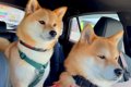手術のために車で病…の画像