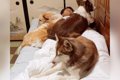 3頭の大型犬を置いて…の画像