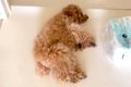 毎日『犬のお腹を撫…の画像