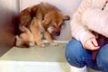 捕獲時、警察官を噛…の画像