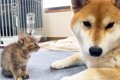 赤ちゃん猫が初対面…の画像