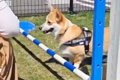 脚が短い犬が『ハー…の画像